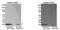 C-X-C Motif Chemokine Ligand 11 antibody, MA1032, Invitrogen Antibodies, Western Blot image 