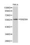 RAD9 Checkpoint Clamp Component A antibody, abx001552, Abbexa, Western Blot image 