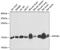 Calcineurin subunit B type 1 antibody, GTX64517, GeneTex, Western Blot image 