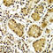 Aprataxin antibody, LS-C334014, Lifespan Biosciences, Immunohistochemistry frozen image 