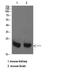 Ras Homolog, MTORC1 Binding antibody, STJ98588, St John