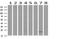 HRas Proto-Oncogene, GTPase antibody, NBP2-45745, Novus Biologicals, Western Blot image 