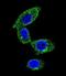 Sorbin And SH3 Domain Containing 1 antibody, abx025850, Abbexa, Immunocytochemistry image 