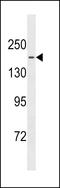 Tau Tubulin Kinase 1 antibody, LS-C157002, Lifespan Biosciences, Western Blot image 