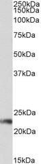 FceRIa antibody, 43-625, ProSci, Enzyme Linked Immunosorbent Assay image 