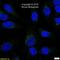 Trans-Golgi Network Protein 2 antibody, NBP1-49643, Novus Biologicals, Immunocytochemistry image 