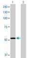 Flavin Containing Dimethylaniline Monoxygenase 3 antibody, H00002328-D01P, Novus Biologicals, Western Blot image 