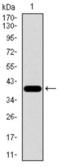 Ribosomal Protein L18a antibody, abx015979, Abbexa, Western Blot image 