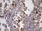 Angiotensin I Converting Enzyme 2 antibody, NBP2-46490, Novus Biologicals, Immunohistochemistry paraffin image 