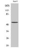 Transmembrane Protein 145 antibody, STJ96043, St John