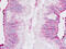 Chordin antibody, MBS248426, MyBioSource, Immunohistochemistry frozen image 