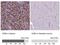 CD8 antibody, NBP2-34039, Novus Biologicals, Immunohistochemistry paraffin image 