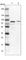 KIAA1324 Like antibody, HPA044527, Atlas Antibodies, Western Blot image 