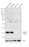 Vesicle Associated Membrane Protein 4 antibody, PA1-768, Invitrogen Antibodies, Western Blot image 
