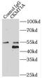 Creatine Kinase, Mitochondrial 1B antibody, FNab01727, FineTest, Immunoprecipitation image 