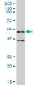 Tripartite Motif Containing 62 antibody, H00055223-B01P, Novus Biologicals, Western Blot image 