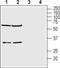 Potassium Two Pore Domain Channel Subfamily K Member 15 antibody, PA5-77653, Invitrogen Antibodies, Western Blot image 