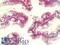 Caudal Type Homeobox 2 antibody, LS-B9509, Lifespan Biosciences, Immunohistochemistry frozen image 