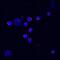 C-X-C Motif Chemokine Ligand 2 antibody, BAF452, R&D Systems, Immunocytochemistry image 
