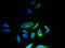 Colony Stimulating Factor 1 antibody, A56667-100, Epigentek, Immunofluorescence image 