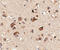 SLIT And NTRK Like Family Member 6 antibody, 4479, ProSci, Immunohistochemistry paraffin image 