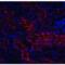 DNA Damage Inducible Transcript 4 antibody, LS-C53268, Lifespan Biosciences, Immunofluorescence image 