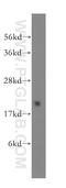 Gem Nuclear Organelle Associated Protein 6 antibody, 12307-2-AP, Proteintech Group, Western Blot image 