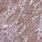 Transmembrane Protein 88 antibody, HPA052991, Atlas Antibodies, Immunohistochemistry paraffin image 