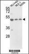 Protein Disulfide Isomerase Family A Member 6 antibody, MBS9211253, MyBioSource, Western Blot image 