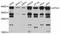 Apolipoprotein L2 antibody, abx125526, Abbexa, Western Blot image 