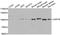 Ubiquitin Specific Peptidase 16 antibody, MBS2523026, MyBioSource, Western Blot image 