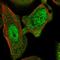 Annexin A7 antibody, HPA064290, Atlas Antibodies, Immunofluorescence image 