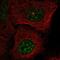 BCAS2 Pre-MRNA Processing Factor antibody, HPA067881, Atlas Antibodies, Immunocytochemistry image 