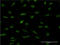 HIF-2-alpha antibody, LS-C197138, Lifespan Biosciences, Immunofluorescence image 