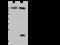 Family With Sequence Similarity 160 Member B2 antibody, 203055-T36, Sino Biological, Western Blot image 