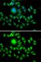 Atonal BHLH Transcription Factor 1 antibody, GTX33306, GeneTex, Immunofluorescence image 