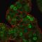 Cyclin Dependent Kinase Inhibitor 1B antibody, GTX34929, GeneTex, Immunofluorescence image 