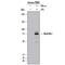 MX Dynamin Like GTPase 1 antibody, AF7946, R&D Systems, Western Blot image 