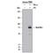 MX Dynamin Like GTPase 1 antibody, AF7946, R&D Systems, Western Blot image 