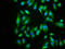 Eukaryotic Translation Initiation Factor 3 Subunit I antibody, LS-C211880, Lifespan Biosciences, Immunofluorescence image 