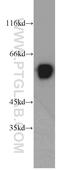 Regulator of nonsense transcripts 3B antibody, 23301-1-AP, Proteintech Group, Western Blot image 