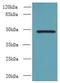 Ring Finger Protein 26 antibody, LS-C376509, Lifespan Biosciences, Western Blot image 