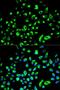 Tyrosine 3-Monooxygenase/Tryptophan 5-Monooxygenase Activation Protein Theta antibody, LS-C335254, Lifespan Biosciences, Immunofluorescence image 