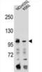 Transferrin Receptor 2 antibody, abx026819, Abbexa, Western Blot image 