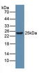 High Mobility Group Box 1 antibody, LS-C663590, Lifespan Biosciences, Western Blot image 