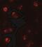 T-Box 21 antibody, NBP2-41235, Novus Biologicals, Immunofluorescence image 