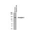 Desmoglein 3 antibody, MAB1720, R&D Systems, Western Blot image 