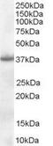 Nucleophosmin 1 antibody, PA5-18358, Invitrogen Antibodies, Western Blot image 