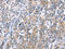 Centrosomal Protein 97 antibody, CSB-PA186887, Cusabio, Immunohistochemistry frozen image 