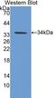 Carbonic Anhydrase 5B antibody, LS-C293149, Lifespan Biosciences, Western Blot image 